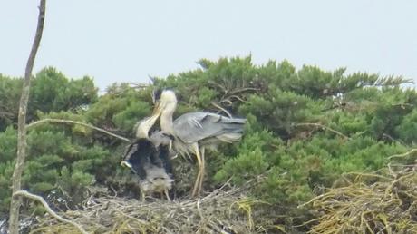 La becquée pour héron aîné