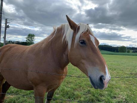 Carte postale du Forez