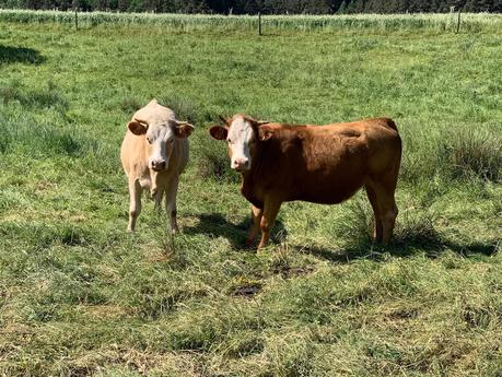 Carte postale du Forez