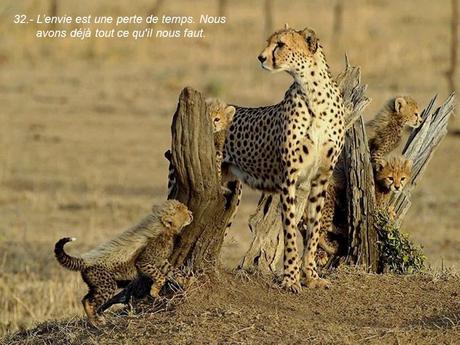 Divers - 40 conseils de la Nature - dernière partie Divers - 40 conseils de la Nature - dernière partie