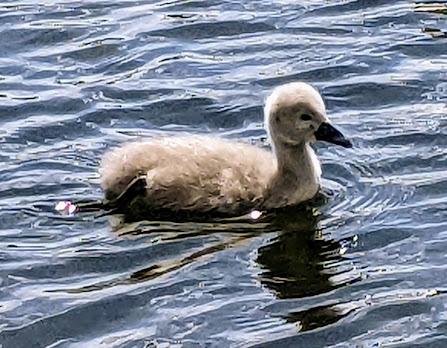Nymphenburg — Cygnes et cygneaux / Schwäne und Schwanenküken — 13 Bilder / 13 photos