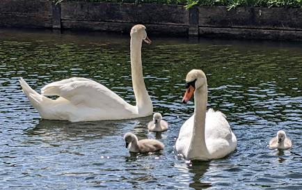 Nymphenburg — Cygnes et cygneaux / Schwäne und Schwanenküken — 13 Bilder / 13 photos