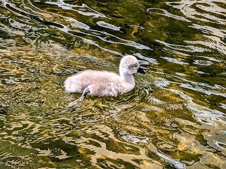 Nymphenburg — Cygnes et cygneaux / Schwäne und Schwanenküken — 13 Bilder / 13 photos