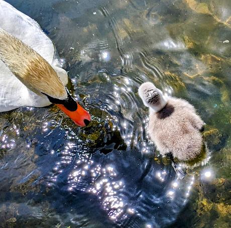 Nymphenburg — Cygnes et cygneaux / Schwäne und Schwanenküken — 13 Bilder / 13 photos