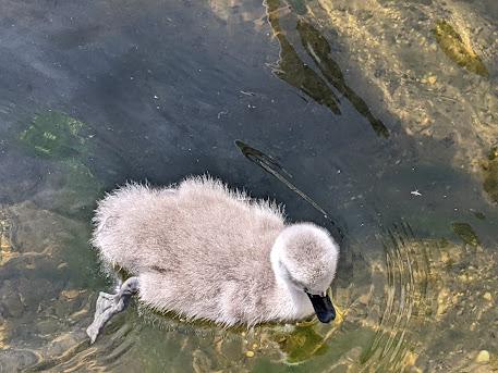 Nymphenburg — Cygnes et cygneaux / Schwäne und Schwanenküken — 13 Bilder / 13 photos