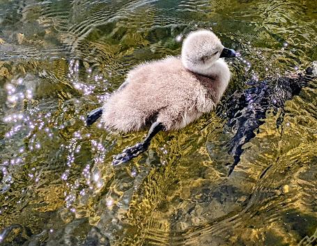 Nymphenburg — Cygnes et cygneaux / Schwäne und Schwanenküken — 13 Bilder / 13 photos
