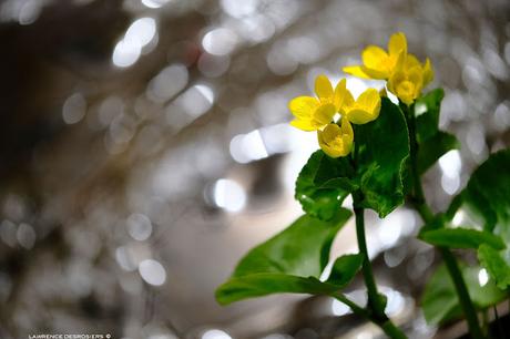 Populage des marais…