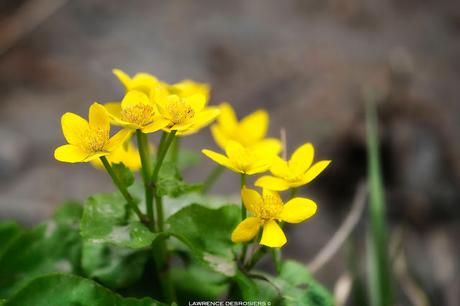 Populage des marais…