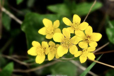 Populage des marais…