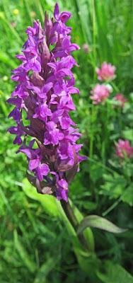 Orchis de mai (Dactylorhiza majalis)