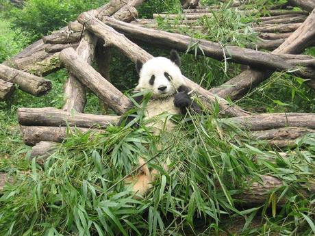 Pays Etranger - La Chine 3