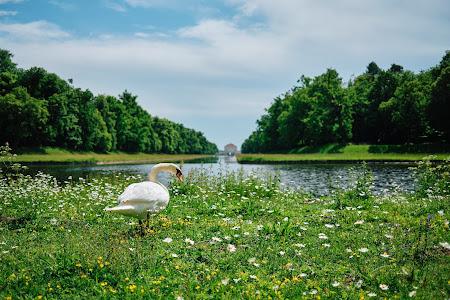 Vögel im Schlosspark Nymphenburg / 20 Bilder — Les oiseaux du parc de Nymphenburg / 20 photos
