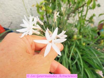 Sauce rapide pour un reste de pâtes (Vegan) Sauce rapide pour un reste de pâtes (Vegan)