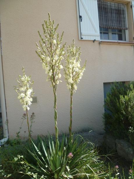 BONJOUR JUIN (citations et jardin) juin,météo,temps,pluie,jardin,jardinage,plantes,fleurs