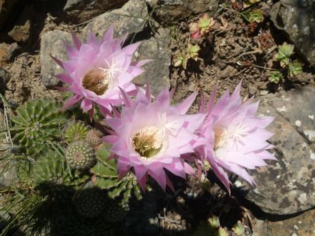 BONJOUR JUIN (citations et jardin) juin,météo,temps,pluie,jardin,jardinage,plantes,fleurs