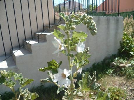 BONJOUR JUIN (citations et jardin) juin,météo,temps,pluie,jardin,jardinage,plantes,fleurs