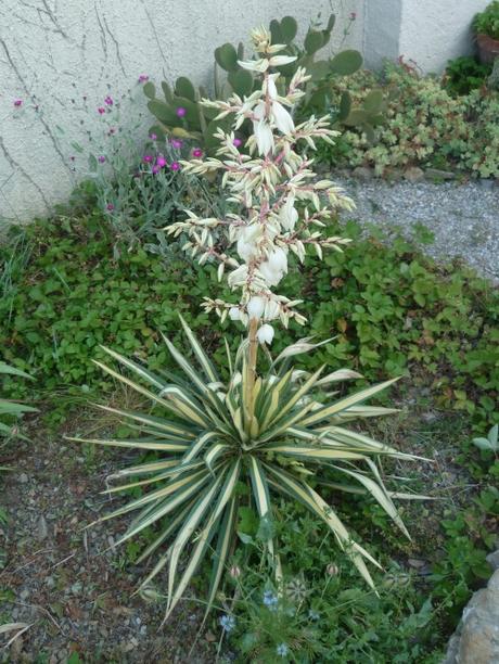 BONJOUR JUIN (citations et jardin) juin,météo,temps,pluie,jardin,jardinage,plantes,fleurs