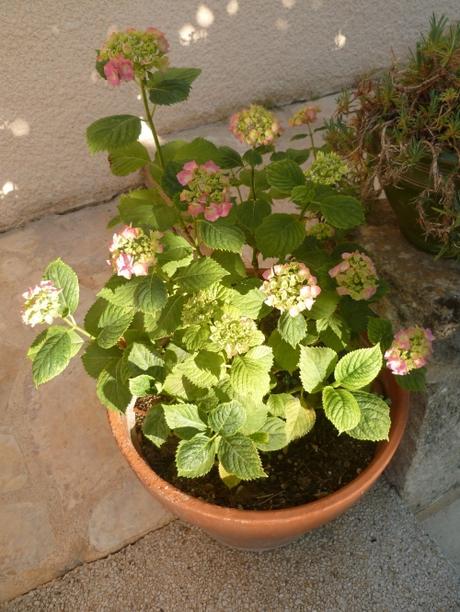 BONJOUR JUIN (citations et jardin) juin,météo,temps,pluie,jardin,jardinage,plantes,fleurs