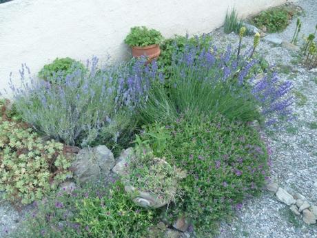 BONJOUR JUIN (citations et jardin) juin,météo,temps,pluie,jardin,jardinage,plantes,fleurs