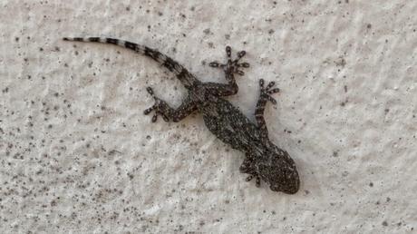Un gecko à Bordeaux