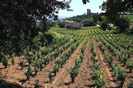 Vignes-à-Châteuneuf-du-Pape Vignes-à-Châteuneuf-du-Pape