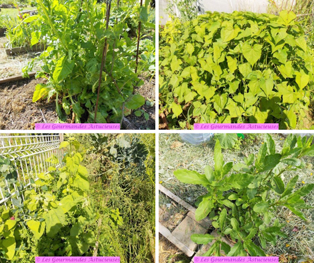 Lentilles en sauce à la cacahuète (Vegan)