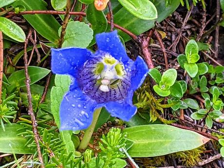 Alpenblumen — 15 Bilder / 15 photos  — Fleurs des Alpes — Mittenwald alt=