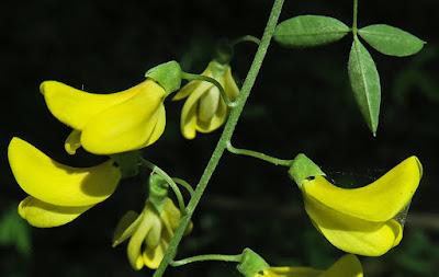 Cytise aubour (Laburnum anagyroides)