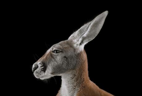 Portrait de kangourou par Brad Wilson