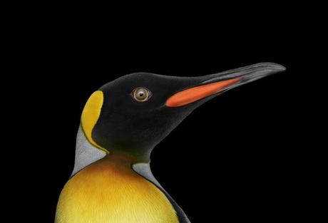 Pingouin par Brad Wilson