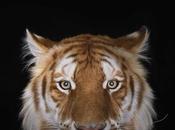 photographe capture portraits dignes d’animaux sauvages studio