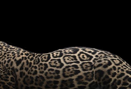 Jaguar par Brad Wilson