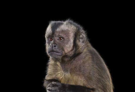 Portrait de singe capucin par Brad Wilson