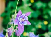 Krün Blumenpracht Schwarzkopf fleurs