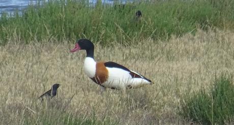 Début juin dans le marais du Douhet