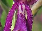 Hybride homme pendu militaire (Orchis spuria)