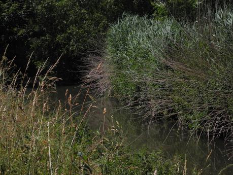 Guinguettes de l'Yvette 2022, quelques images du samedi DSCN9984