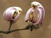 incroyables capacités mimétisme orchidées