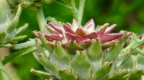 Rose comme une fleur d’artichaut