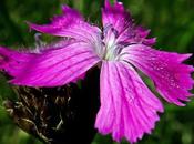 Œillet chartreux (Dianthus carthusianorum)