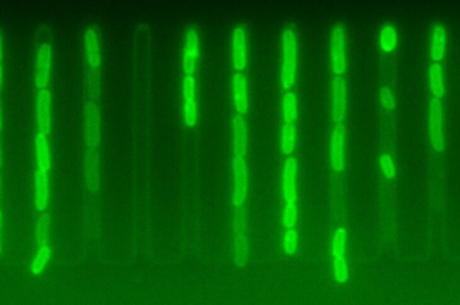 Les bactéries à croissance rapide peuvent mieux résister aux antibiotiques (Visuel Ula Łapińska (CC BY 4.0)) Les bactéries à croissance rapide peuvent mieux résister aux antibiotiques (Visuel Ula Łapińska (CC BY 4.0))