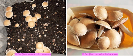 Tarte Vegan aux champignons, petits pois et épinards d'Asie Tarte Vegan aux champignons, petits pois et épinards d'Asie