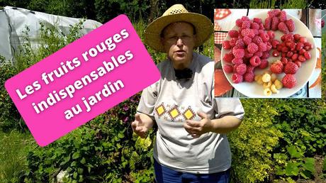 Les fruits rouges indispensables au jardin (vidéo)