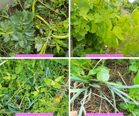 Fèves et feuilles de vigne à l'indienne (Vegan) Fèves et feuilles de vigne à l'indienne (Vegan)