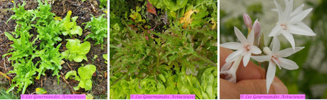 Fèves et feuilles de vigne à l'indienne (Vegan) Fèves et feuilles de vigne à l'indienne (Vegan)