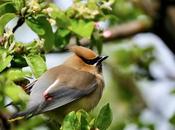 Jaseurs sous pluie…