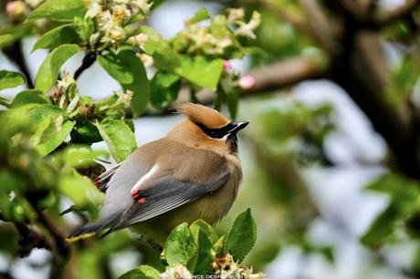 Jaseurs sous la pluie…