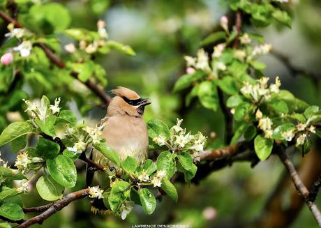 Jaseurs sous la pluie…