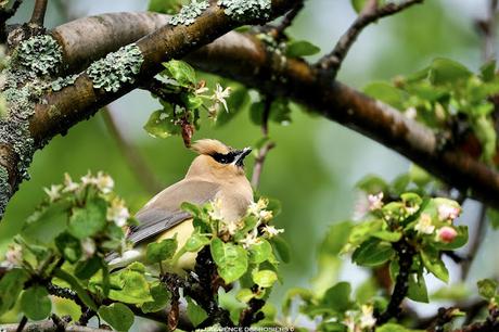 Jaseurs sous la pluie…