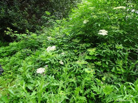 Flânerie le long du ruisseau du Moulin à Canet en Roussillon Flânerie le long du ruisseau du Moulin à Canet en Roussillon